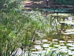 The lagoon at the Medellin Botanical Garden.