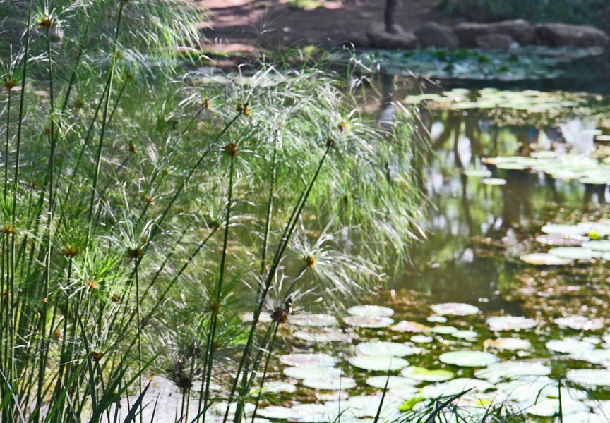 The lagoon at the Medellin Botanical Garden.