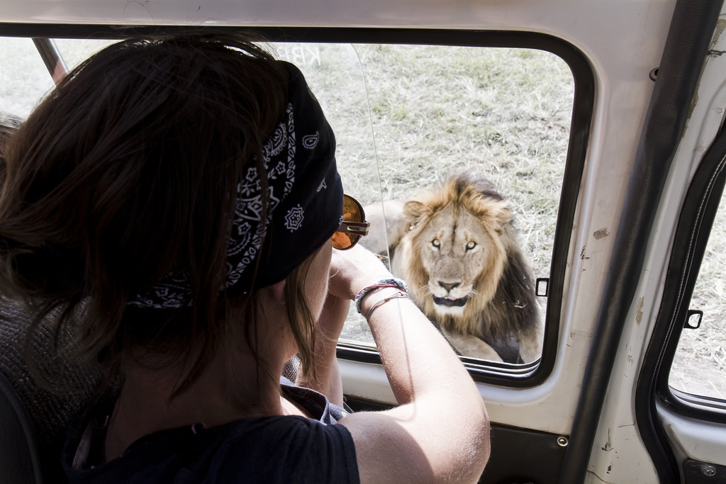 A hungry lion