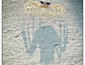 Ghost crab in the early morning light