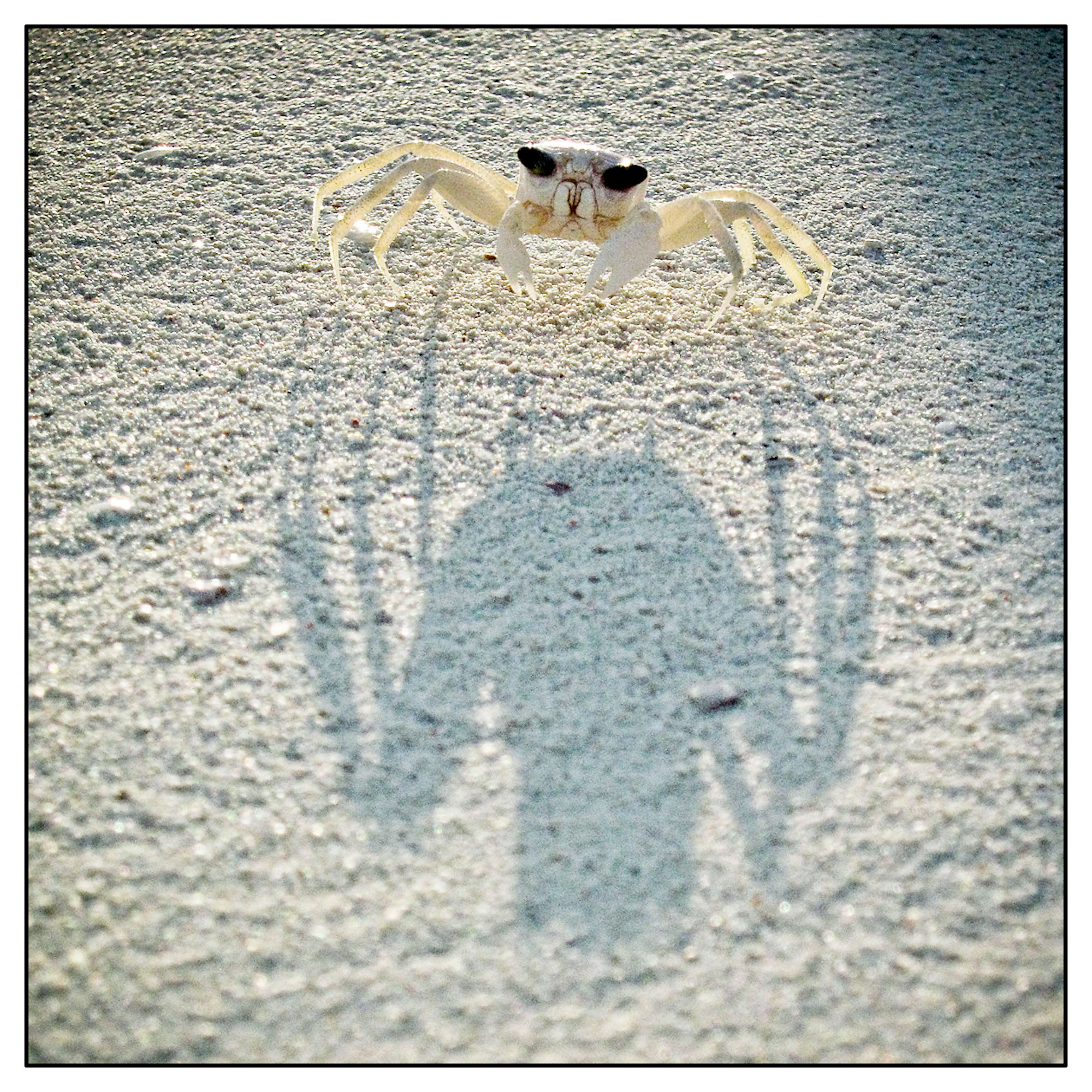 Ghost crab in the early morning light