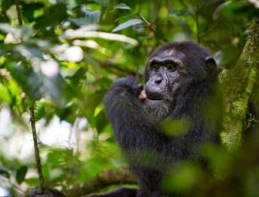 Chimpanzee eating meat