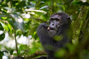 Chimpanzee eating meat