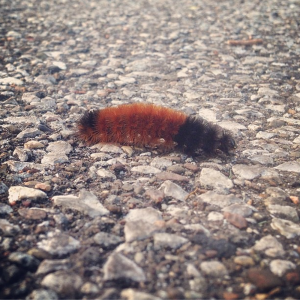 Woolly Bear