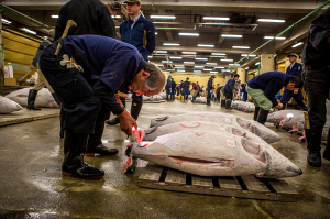 inspecting fish