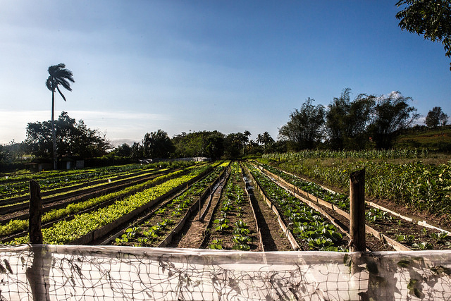 An organic farm near Viñales, Cuba.