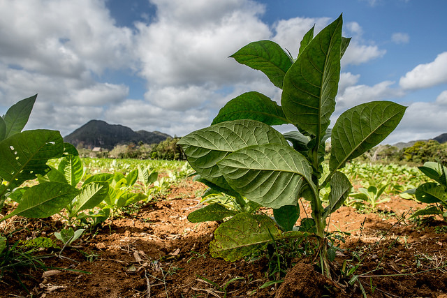 The vast majority of the agricultural land in Cuba is devoted to growing tobacco for cigars. The government controls 75 percent of the crop, which goes into making Cohibas and other popular brands.