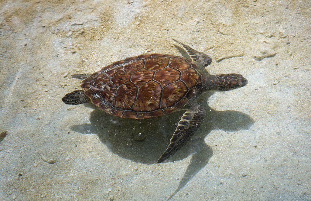 A sea turtle swims in shallow water.
