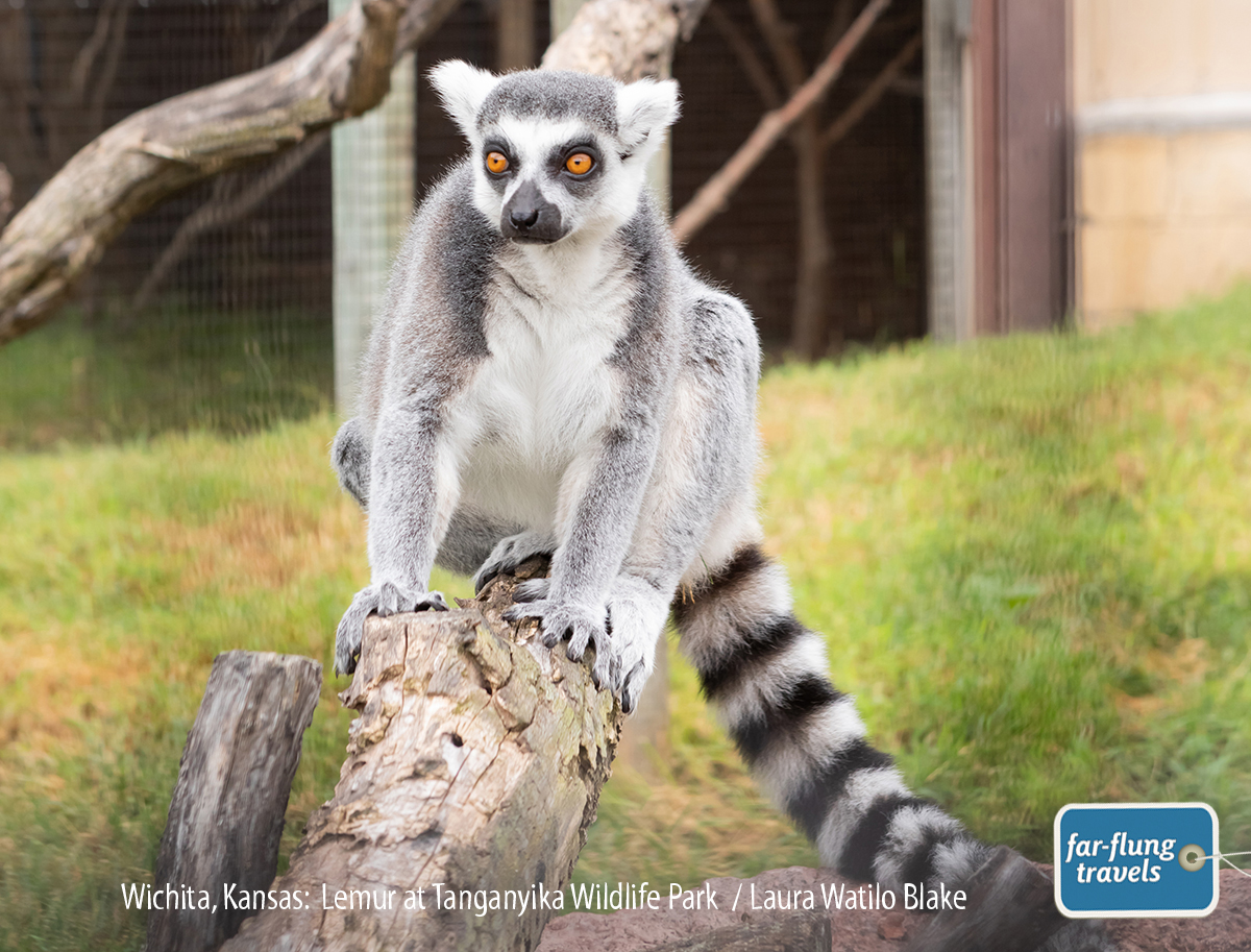 Tanganyika Wildlife Park sets itself apart from the Sedgwick County Zoo by offering behind-the-scenes tours and hands-on animal encounters with lemurs, lions, penguins, sloths, kangaroos and more.