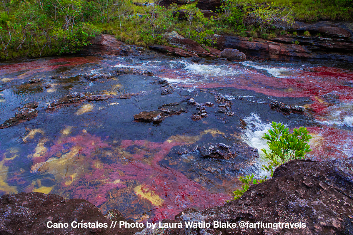 cano cristales, how to get to cano cristales, is colombia safe, natural wonders of colombia, what are colombia's most visited places, wonder of the world, rainbow river