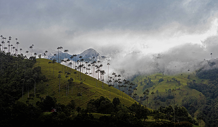 Colombian wax palms on the horizon in the Cocora Valley.