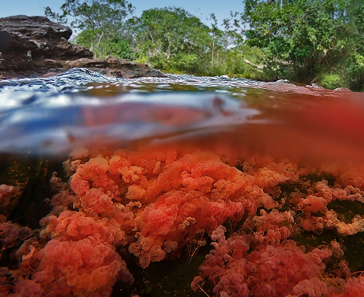 Caño Cristales has been called  many things, from the liquid rainbow to the river that ran away from paradise. It's no doubt this river is one of the most spectacular in the world. It owes its vibrant hue to clavigera macarenia, an aquatic plant that blooms bright red from June to November.