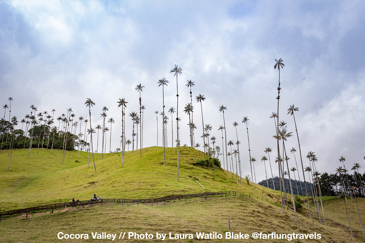 how to get to salento, the wax palms, palmeras de cera, trees, natural wonders of colombia